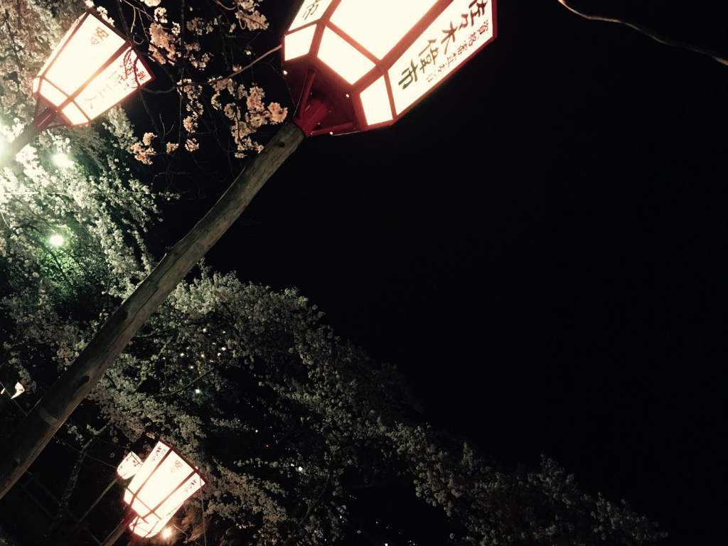 夜桜　10